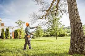 Professional Tree Care Services in Bowman, ND