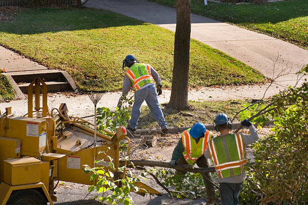 Best Tree and Shrub Care  in Bowman, ND